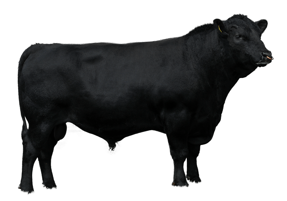 Beef Sires