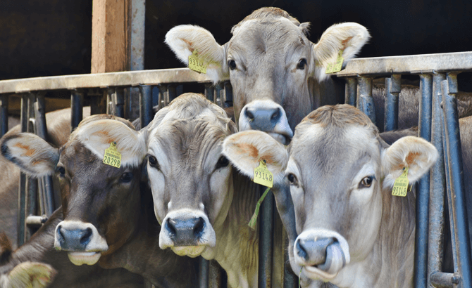 Maximising returns from growing heifers