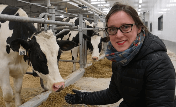 Cows belch methane. Now researchers are trying to breed them to burp less