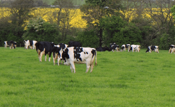 New welfare strategy launched by the UK dairy industry
