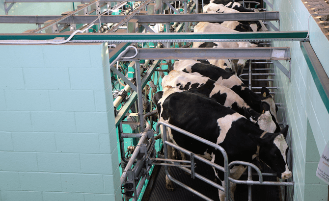 UK dairy farmers missing out on millions say AHDB