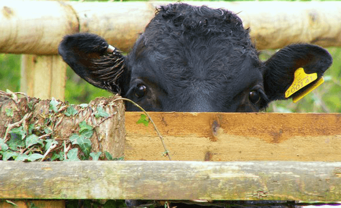 Changes to bovine identification, registration & movements in England