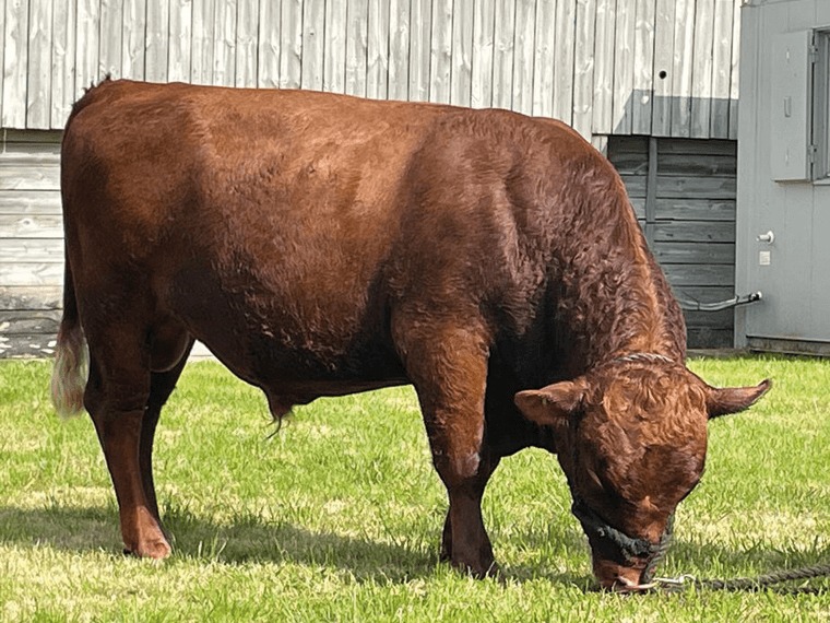 Castlemoor ORION at 18 months of age