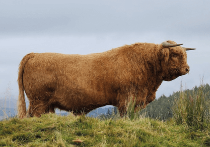 STAN of Glengoyne