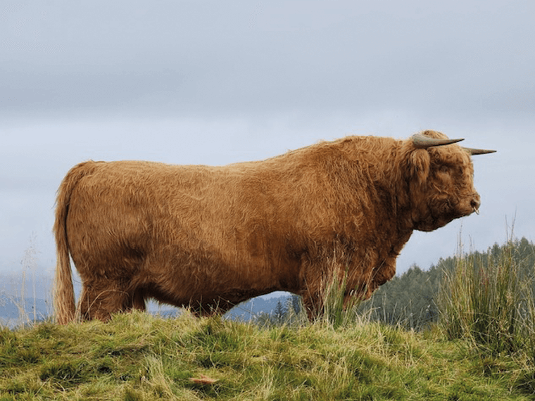 STAN of Glengoyne