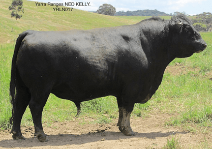 Yarra Ranges NED KELLY