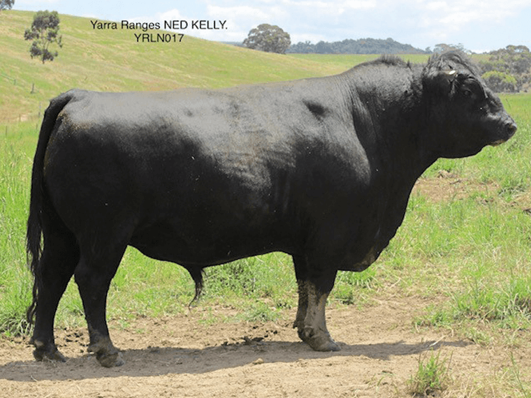 Yarra Ranges NED KELLY pictured in November 2021