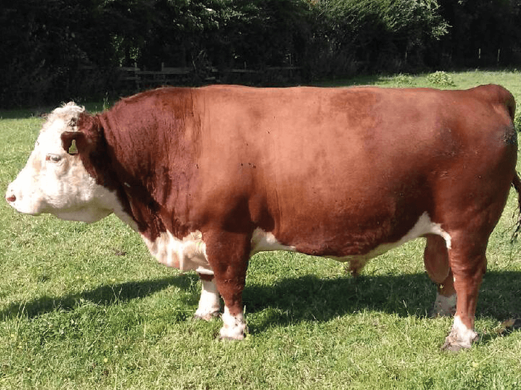 Chater Valley CHALKY AI ET (Imp CAN) {DLF IEF HYF}