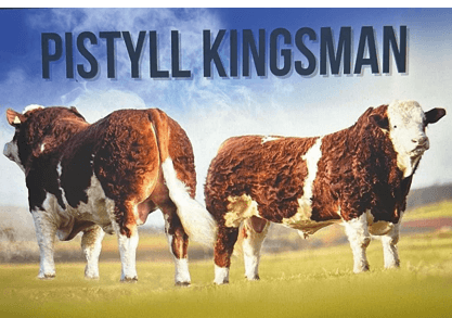 Pistyll KINGSMAN 19