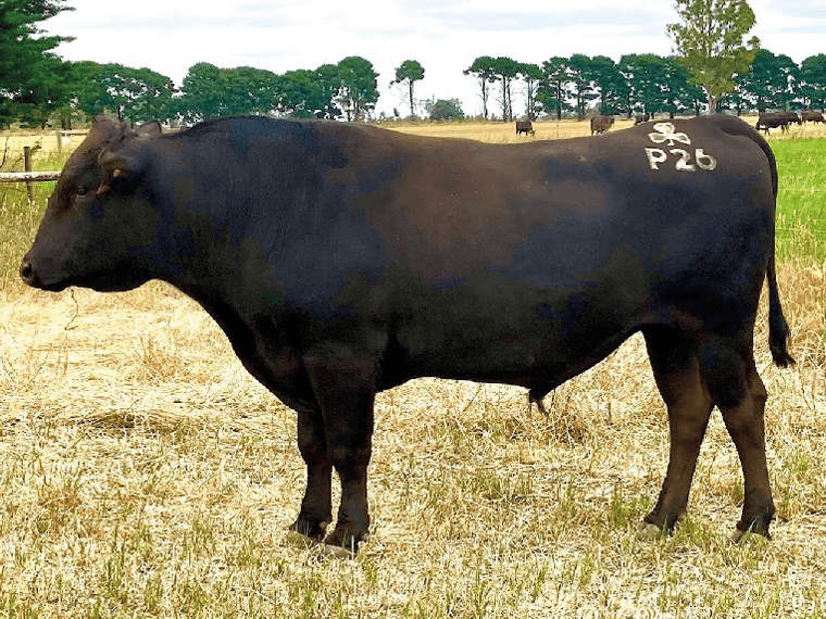 Lisheen P26