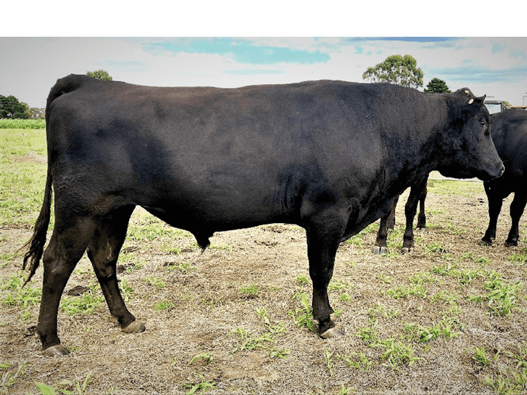 Lisheen Q39