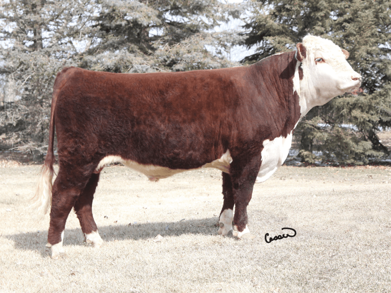 Tlell 8N RED ZULU (Semen) (Imp CAN) {DLF IEF HYF} pictured after a winter at stud