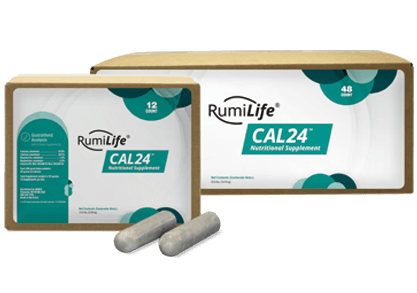 RumiLife® CAL24™