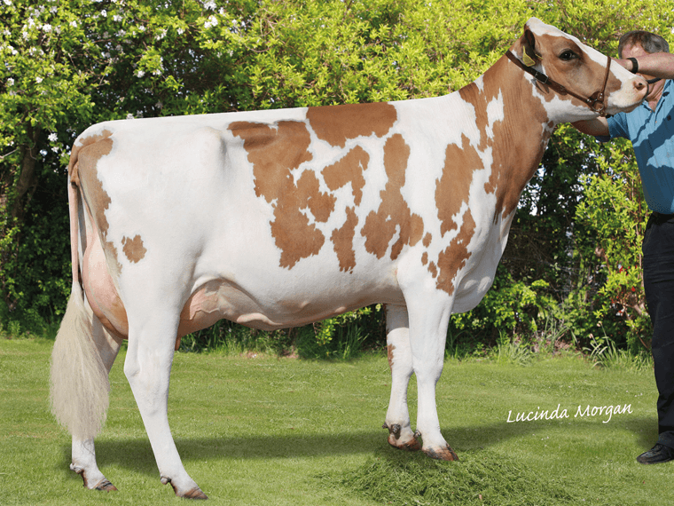 Stamford Charm 59 EX96(6), a daughter of Stamford FIRST QUALITY.