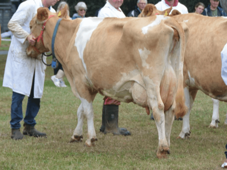 De Garis Lightnings Sunflower EX91 is DISARONNO's dam