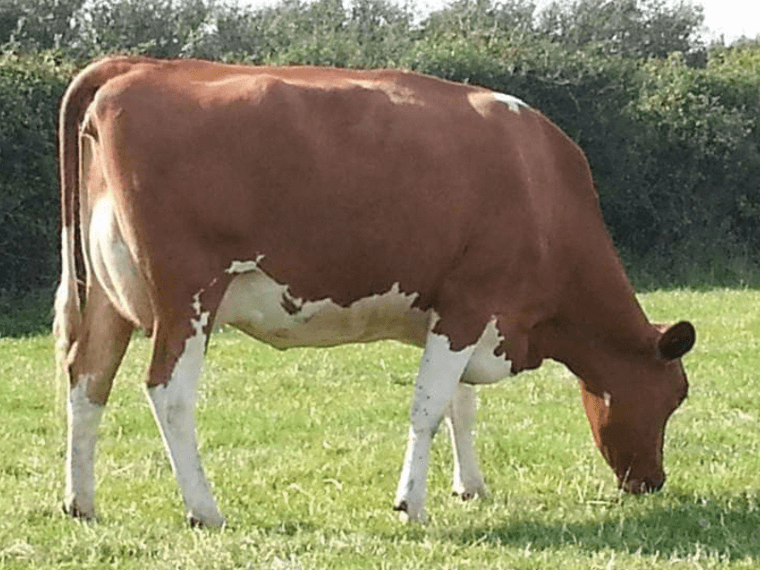 Lucky COW BOY's dam is Hamps Valley Annabelle 7 VG89