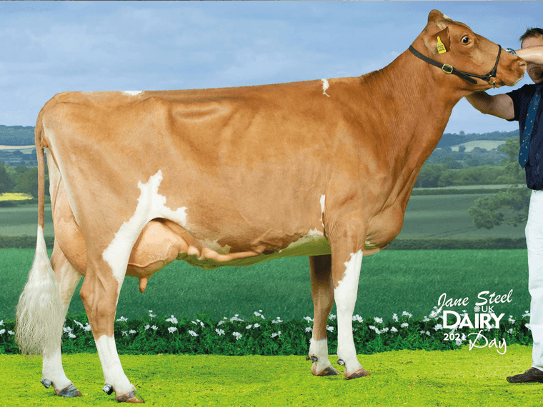 Tredinney Rider Bunty 13 EX94(3) is the dam of Tredinney Novak Bountiful