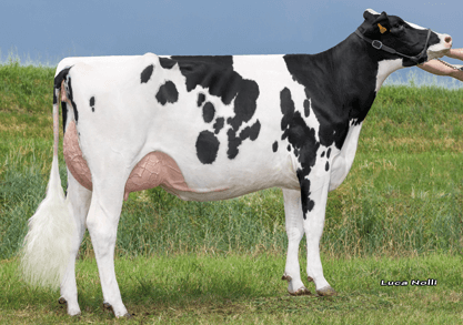Cristella RIVOLTO sexed