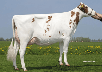 Hollysprings Polled RAINBOW