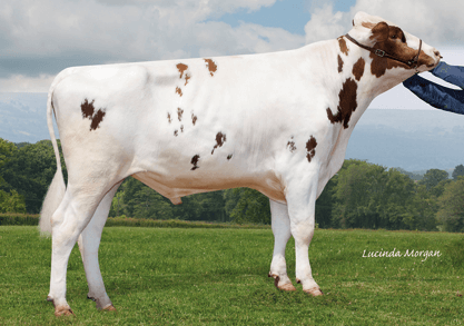 Hollysprings Polled SUNRAE Red