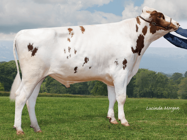 Hollysprings Polled SUNRAE Red EX90