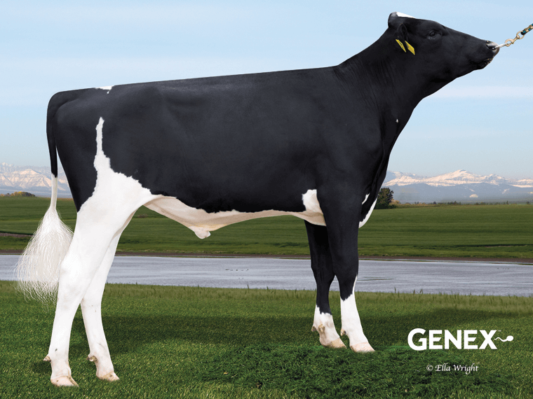 Bottom line boost for dairy genetics