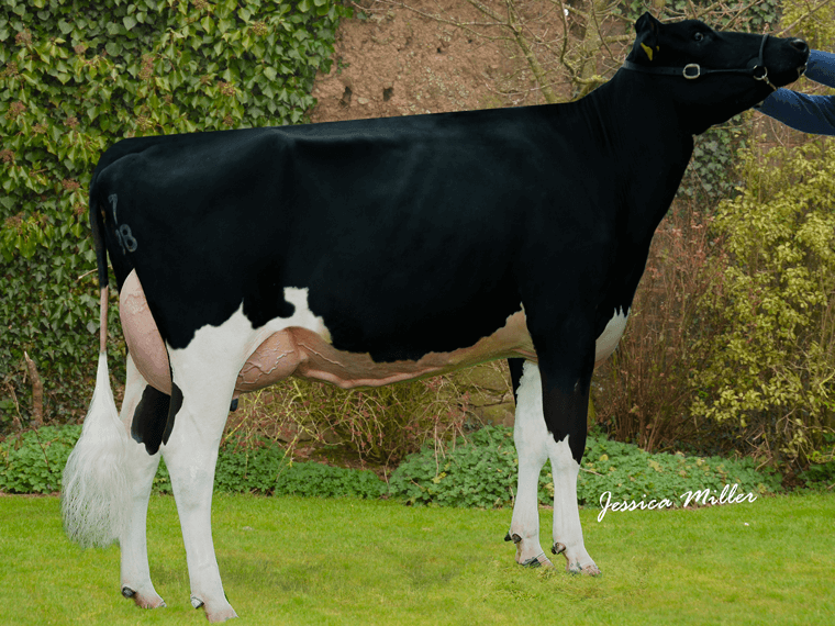 Sahara Supersonic Jess VG87, Magician’s dam.