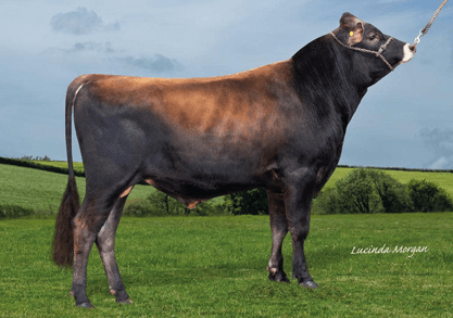Valentino sales jersey bull