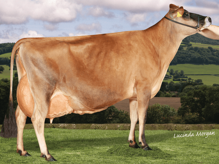 Tornado's dam, Gaddesden Tara 2 EX94(3)