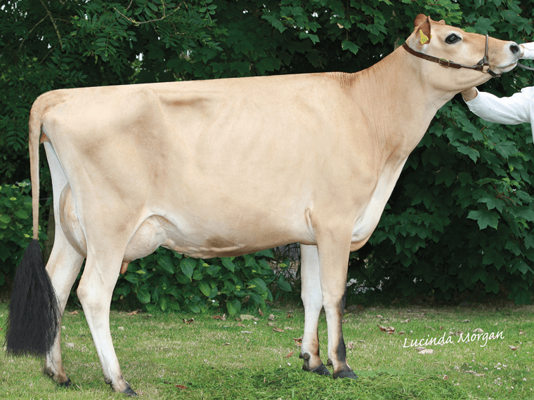 COBALT daughter Quintrell Cobalt Piccolo VG85