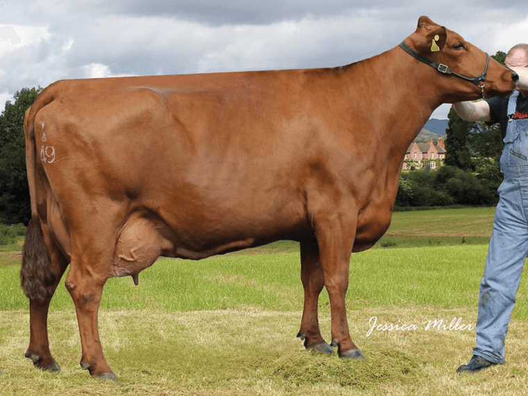 Skyhigh Bangkok Andera EX93(3) is Tango P's dam.