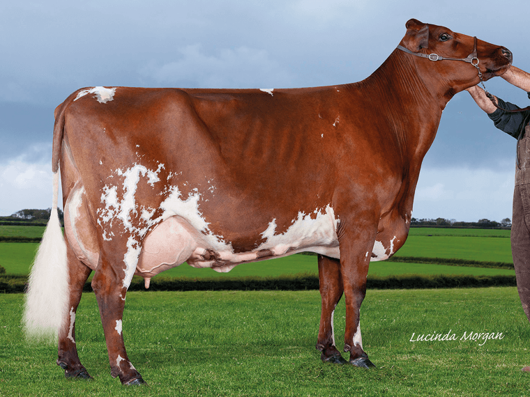 PLATINUM's dam is Marleycote Patricia EX95